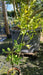 Citrus 'Lemox'