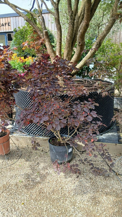 Cotinus cog. 'Royal Purple'