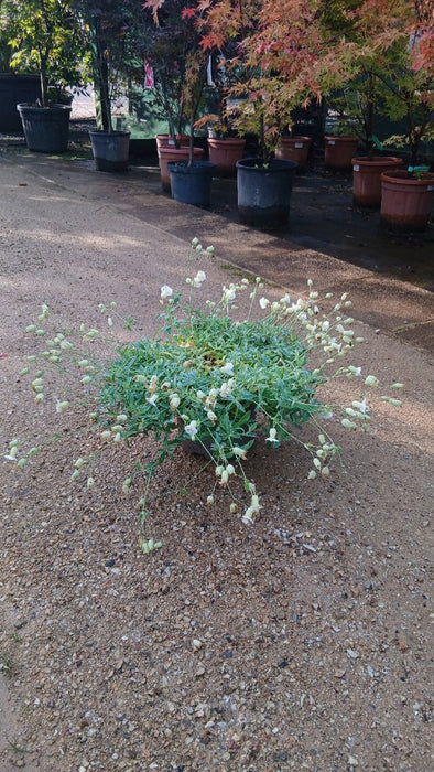 Silene uniflora