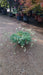 Silene uniflora