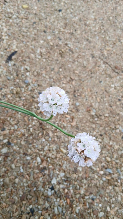 Armeria mar. 'Alba'