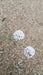 Armeria mar. 'Alba'