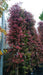 Trachelospermum jasminoides
