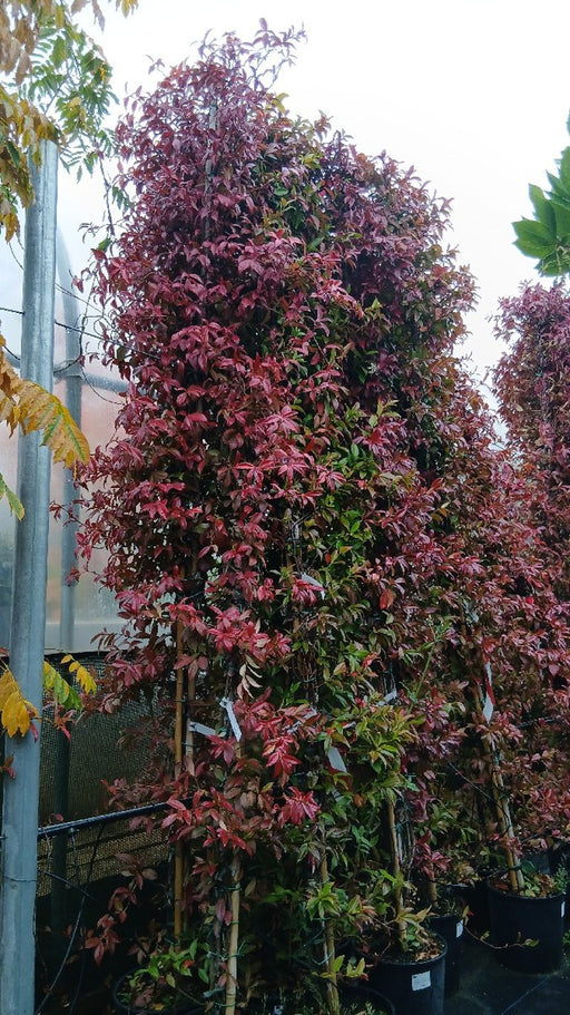 Trachelospermum jasminoides