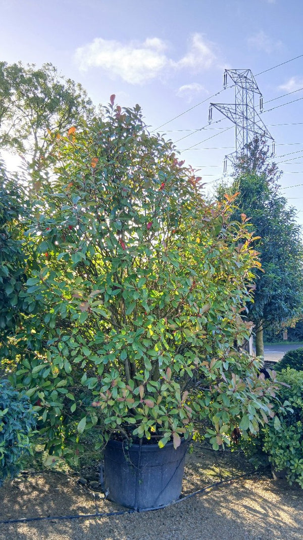 Multi-stem Trees