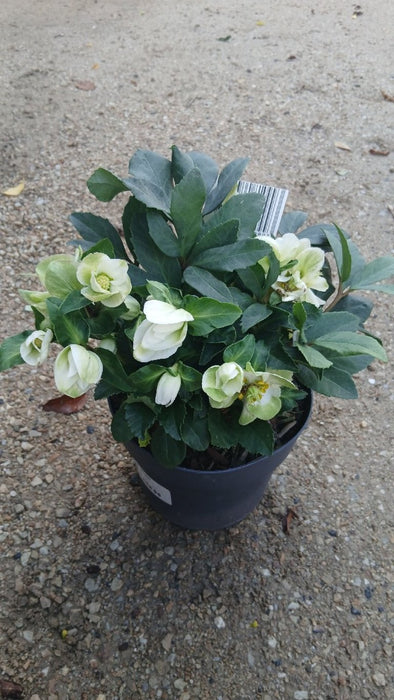 Helleborus n. 'Christmas Carol'