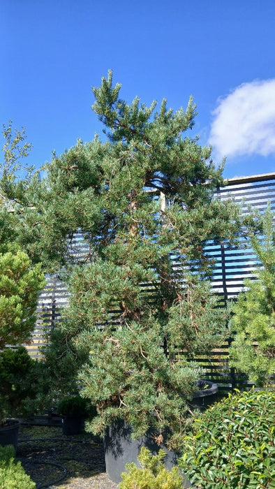 Pinus sylvestris