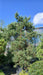 Pinus sylvestris