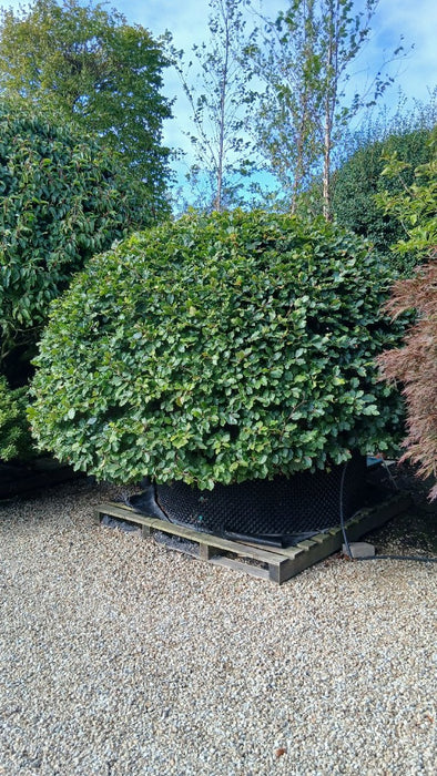 Fagus sylvatica