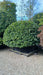 Fagus sylvatica