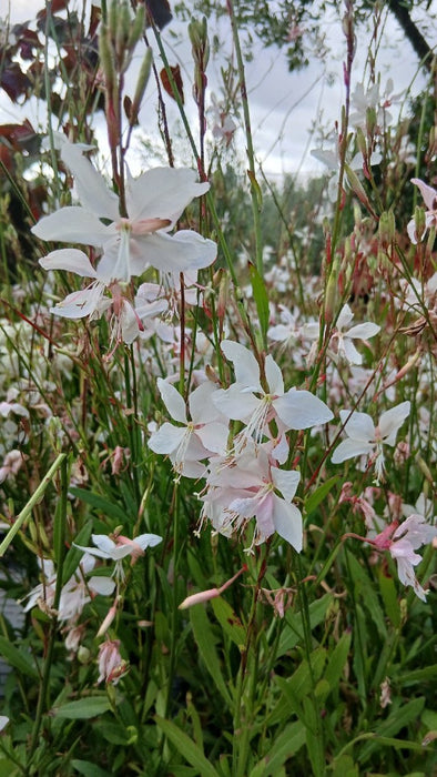 Gaura l. 'White Dove'