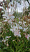 Gaura l. 'White Dove'