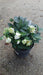 Helleborus n. 'Christmas Carol'