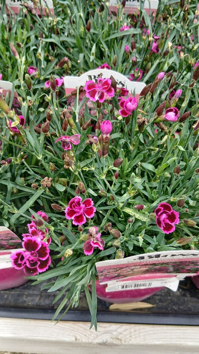 Dianthus Picture Perfect