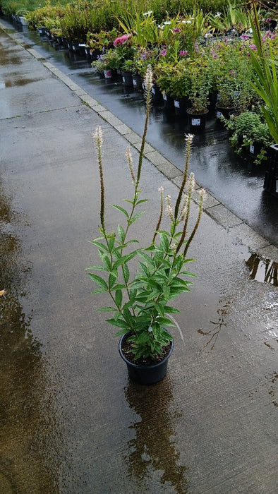 Veronicastrum virg. 'Album'
