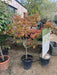 Cornus k. 'Satomi'