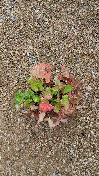 Heuchera a. 'Dale'