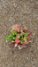 Heuchera a. 'Dale'