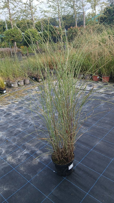 Miscanthus sin. 'Morning Light'