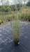 Miscanthus sin. 'Morning Light'