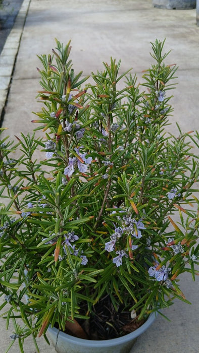 Rosmarinus officinalis