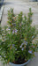 Rosmarinus officinalis