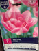 Tulipa Upstar