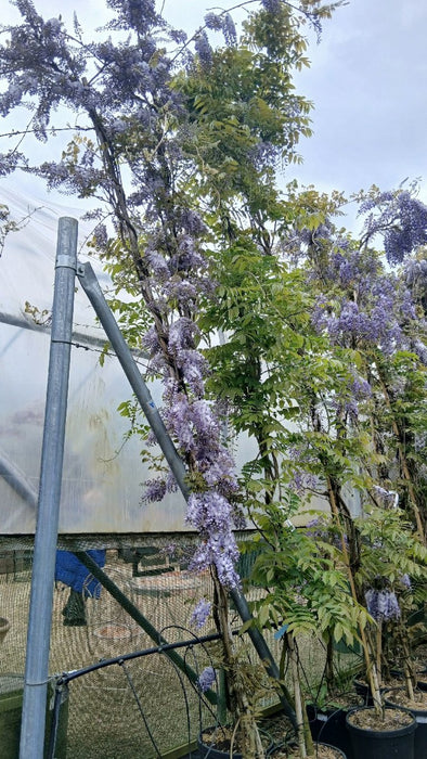Wisteria 'Lavender Lace'
