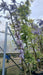 Wisteria 'Lavender Lace'
