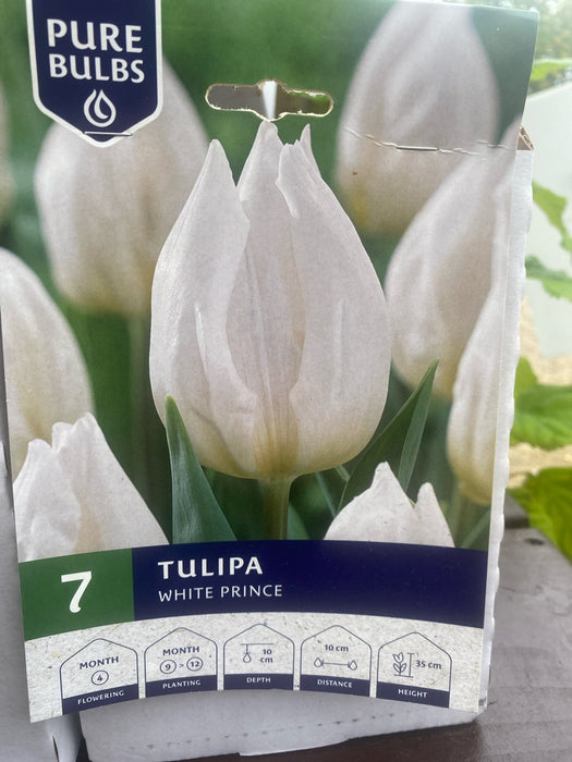 Tulipa White Prince