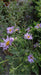 Aster frikartii 'Mönch'