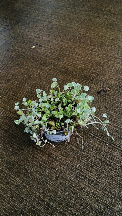 Dichondra Silver Falls