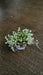 Dichondra Silver Falls