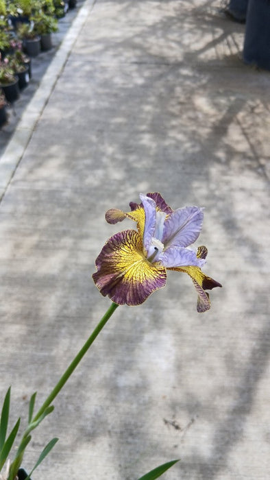 Iris sibirica