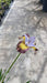Iris sibirica