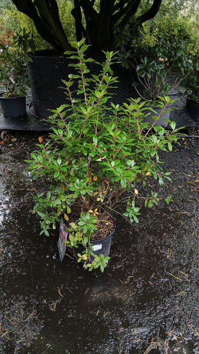 Escallonia laevis