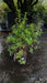Escallonia laevis