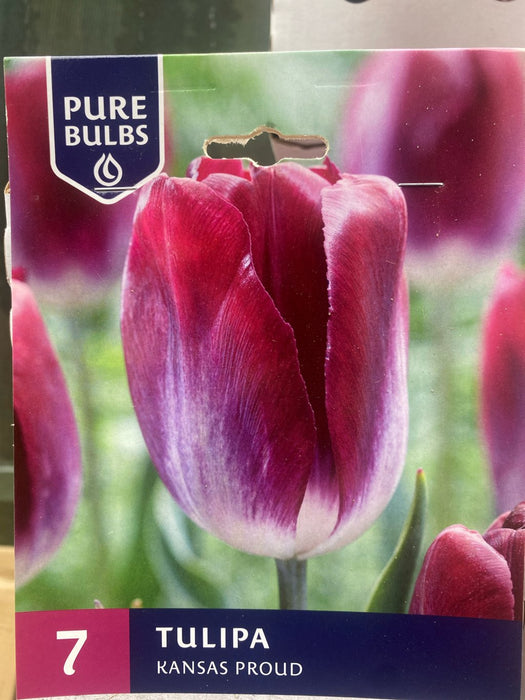 Tulipa Kansas Proud