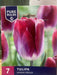 Tulipa Kansas Proud