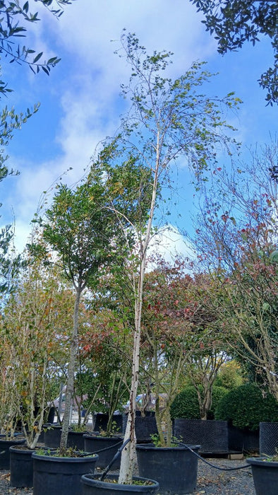 Betula pendula