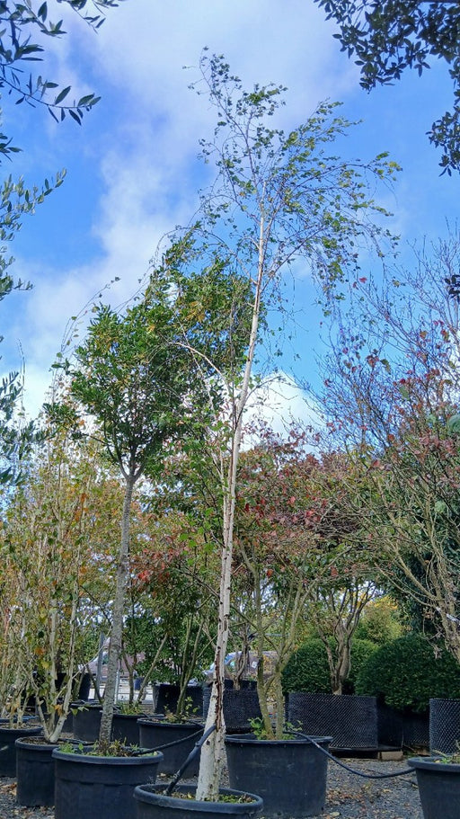 Betula pendula (Silver Birch)