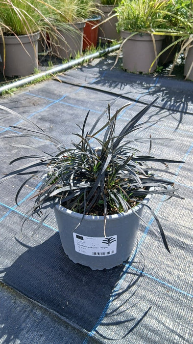 Ophiopogon plan. 'Niger'