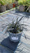 Ophiopogon plan. 'Niger'