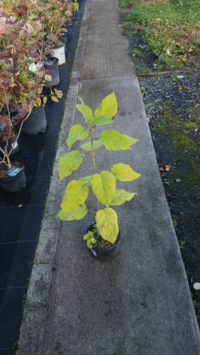 Hydrangea a. 'Annabelle'
