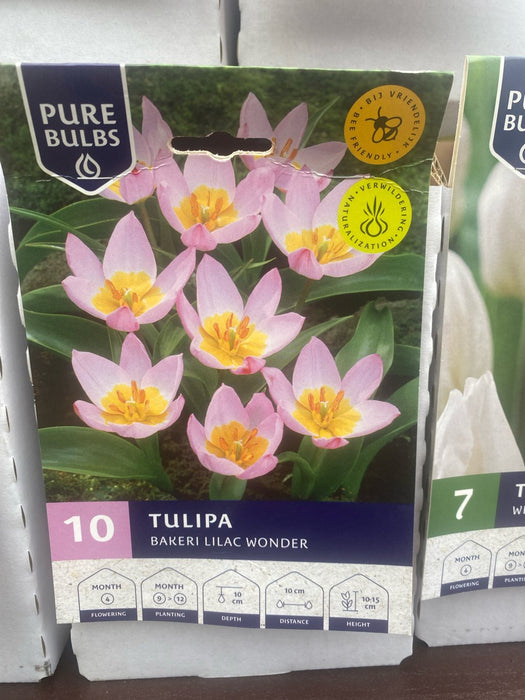 Tulipa Bakeri Lilac Wonder 