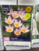 Tulipa Bakeri Lilac Wonder 