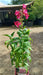 Penstemon h. 'Polaris Magenta'