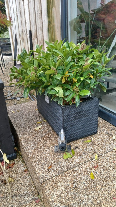 Medium Potted Planter 