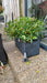 Medium Potted Planter 