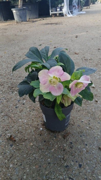 Helleborus orientalis